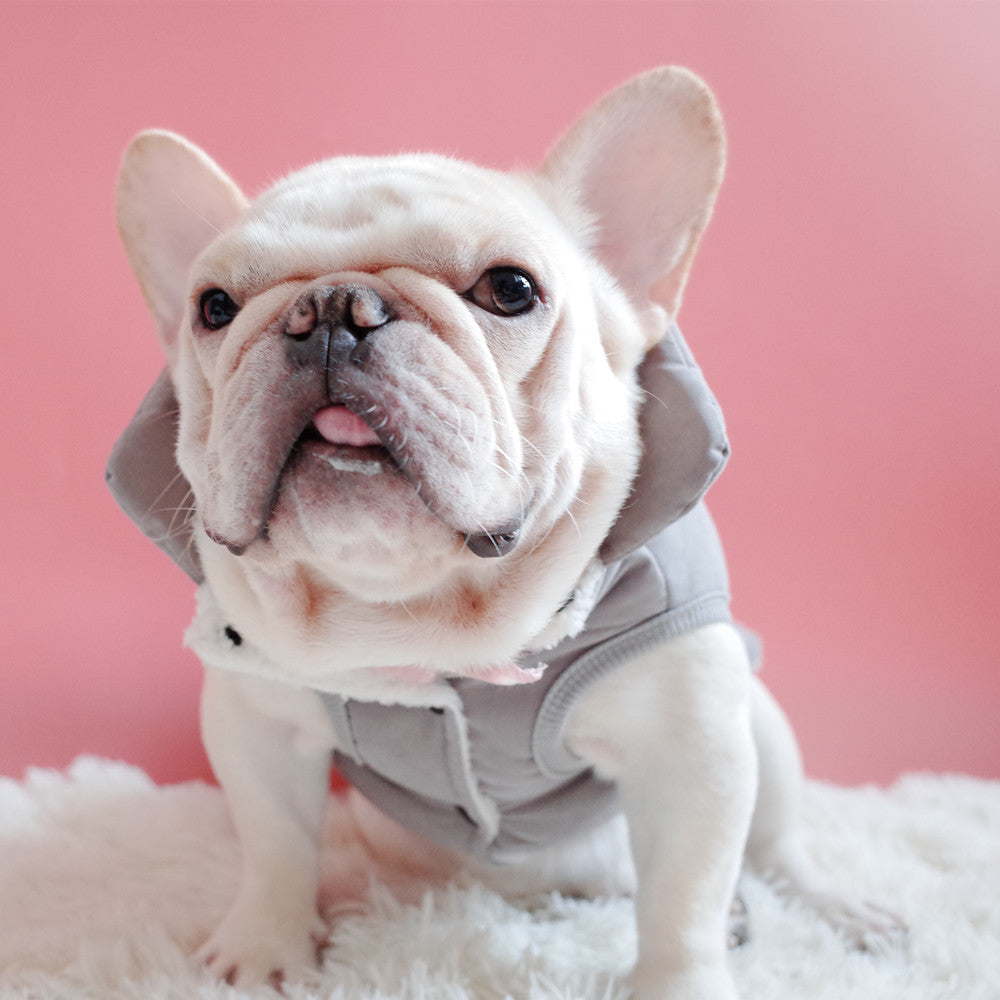 Cozy Velvet Dog Jacket - Winter Warmth for Pets