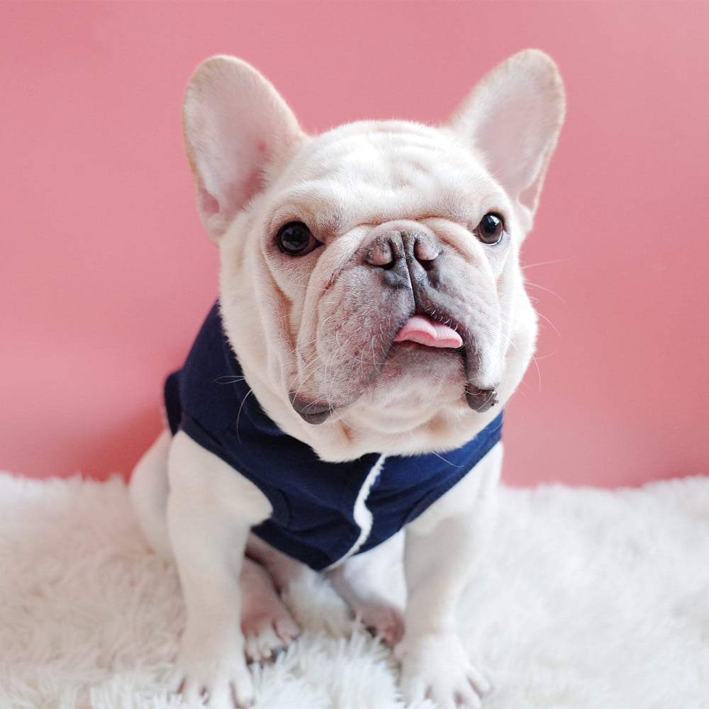 Cozy Velvet Dog Jacket - Winter Warmth for Pets